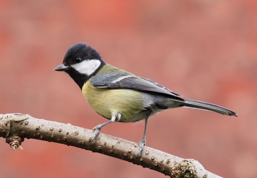 Great Tit Bird