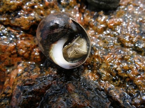 Periwinkles