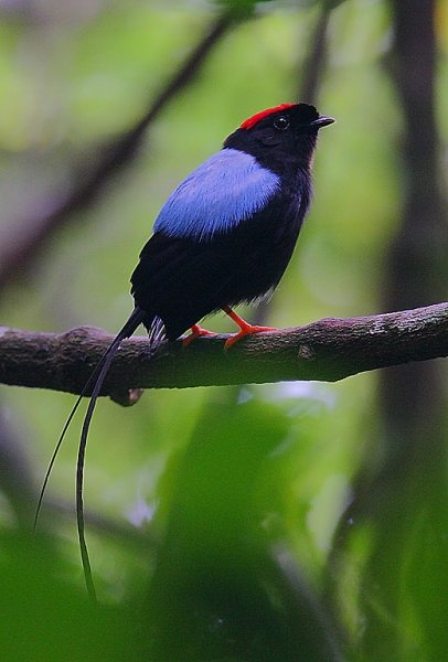 Manakins