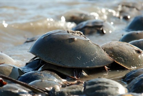 Horseshoe Crabs