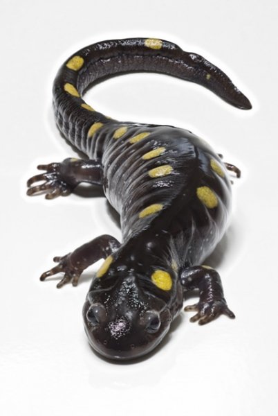 Salamanders 101