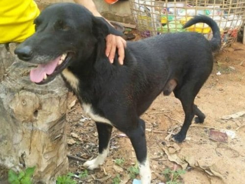 Dog Saves Baby Buried Alive