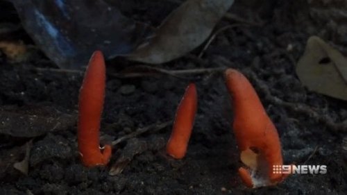 Poison Fire Coral Fungus