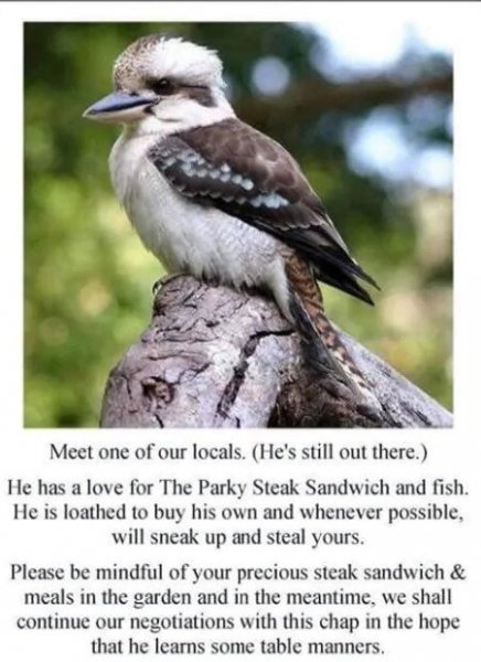 The Killing Of A Kookaburra Bird