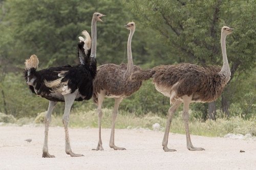 Ostrich 101