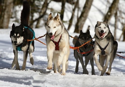 Inuit Dogs - Sleigh Dogs