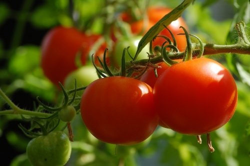 Plants Can Make Sounds When Stressed