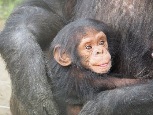 Chimpanzees 101