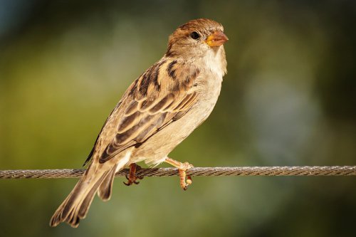 Sparrows 101