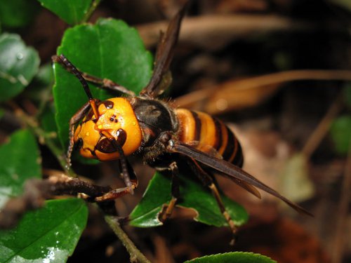 Murder Hornet: Asian giant hornet Vespa Mandarinia