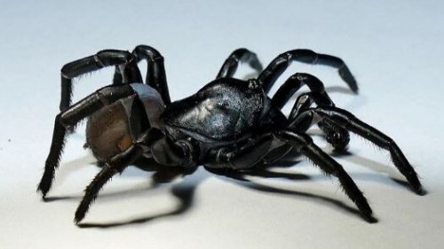Pine Rockland Trapdoor Spider - Ummidia Richmond Spider