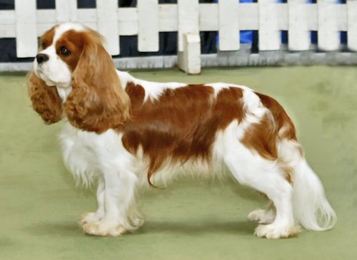 Cavalier King Charles Spaniels