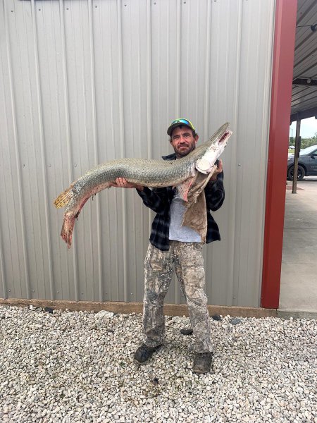 Alligator Gar