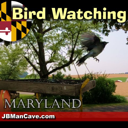 Maryland Bird Watching