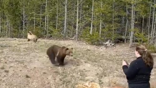Bear Attack - Surviving Bear Attacks
