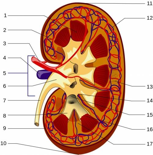 Kidneys