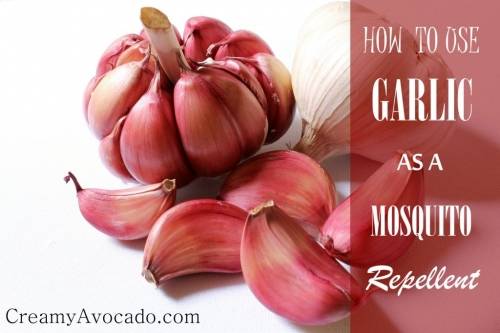 How To Get Rid Of Mosquitoes With Garlic