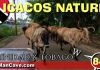 Top  Nature In Icacos Village Trinidad