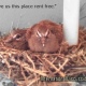 Best of  Baby Mourning Doves