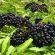 Top  Elderberries For Health