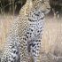 Top  African Leopard