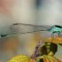 Top  Dragonflies / Dragonfly