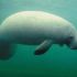 Discuss  Manatee