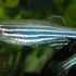 Best of  Zebrafish