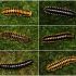 Discuss  Apheloria Polychroma Colormorphs Millipedes