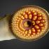 Top  Lampreys