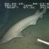 Discuss  Bluntnose Sixgill Shark