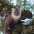 Best of  Coastal Marten