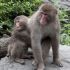 Discuss  Japanese Macaque Monkey