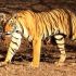 Top  Tiger Attack
