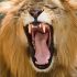 Best of  Poachers Justice Lions