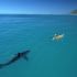 Best of  Is Shark Photo Real