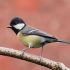 Top  Great Tit Bird