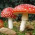   Fly Agaric,Amanita Muscaria