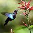   Hummingbird