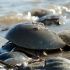 Discuss  Horseshoe Crabs