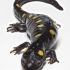 Top  Salamanders 101