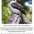   The Killing Kookaburra Bird