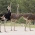 Top  Ostrich 101