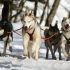 Discuss  Inuit Dogs,Sleigh Dogs