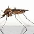 Best of  Genetically Modified Mosquitoes