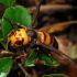 Discuss  Murder Hornet Asian giant hornet Vespa Mandarinia
