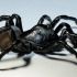 Discuss  Pine Rockland Trapdoor Spider,Ummidia Richmond Spider