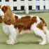   Cavalier King Charles Spaniels