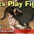 Discuss  Cats Play Fighting