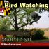   Maryland Bird Watching